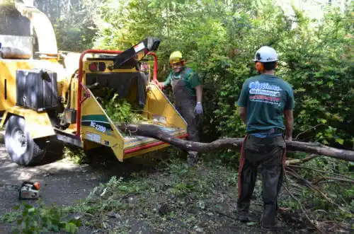 tree services Swainsboro